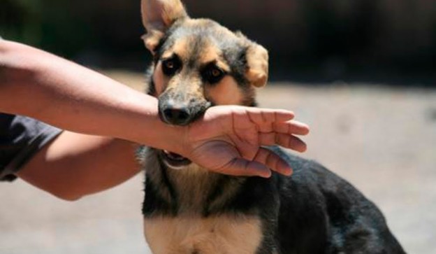 El Mejor Bufete Jurídico de Abogados en Español Especializados en Lesiones por Mordidas de Perro o Mascotas en Long Beach California
